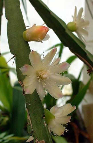 acanthorhipsalis